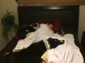 T_Sleepingwithpups.jpg